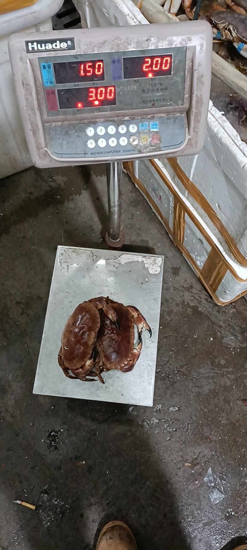 面包蟹，冰鲜鲜活黄道蟹，面包蟹，黄金蟹，靓货价格合适！