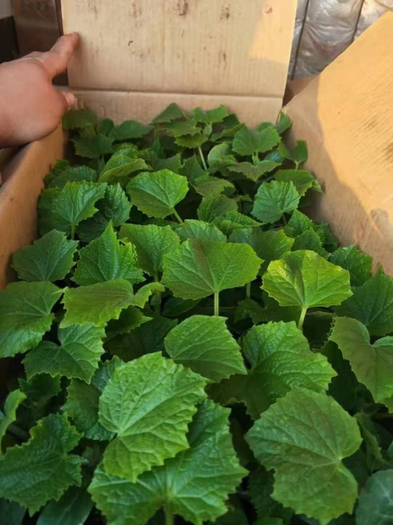 嫁接旱黄各种大棚蔬菜苗支持预订主打质量颗颗精品