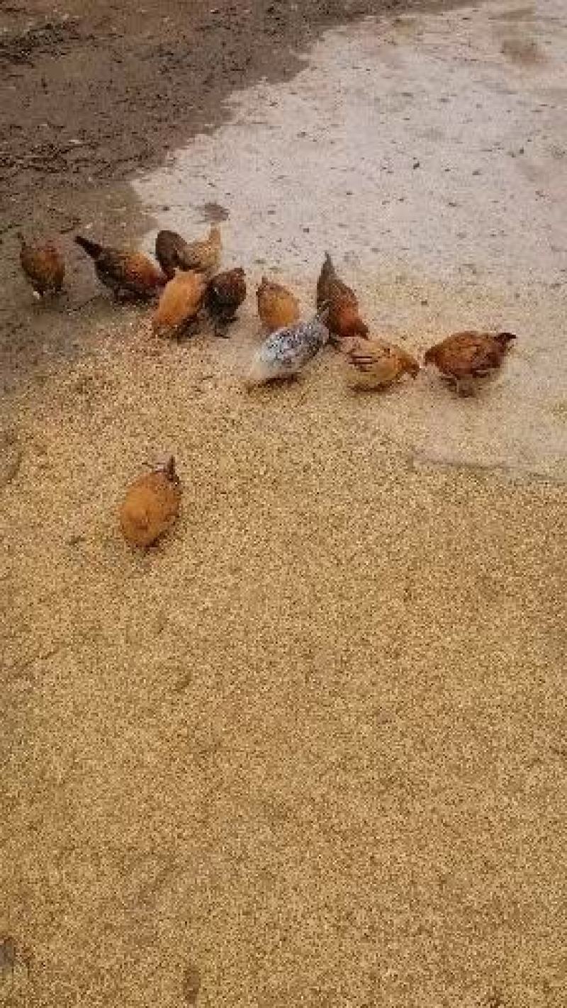 正宗散养土鸡蛋，0添加！货真价实！