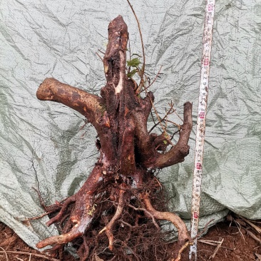 紫花杜鹃多杆老桩盆景花色紫色