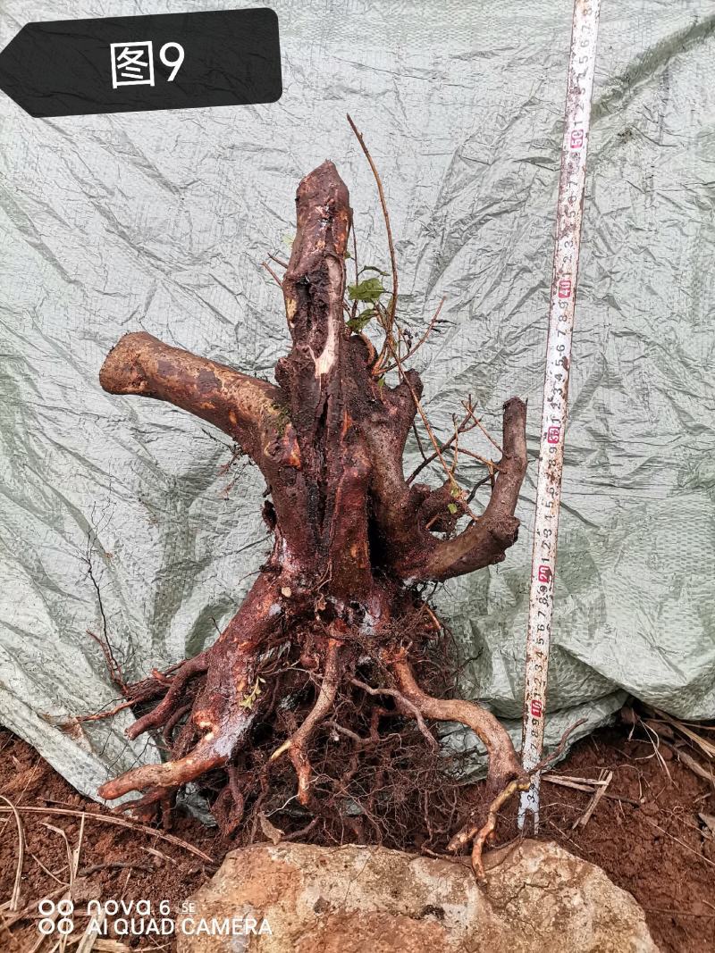 紫花杜鹃多杆老桩盆景花色紫色