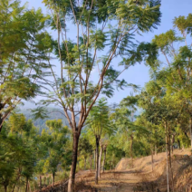 蓝花楹20公分8分货蓝花楹种植基地苗农低价直销