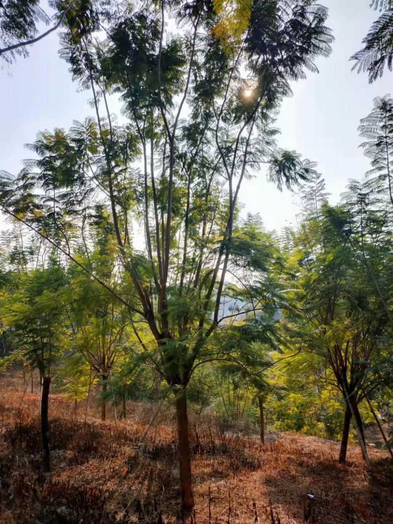 蓝花楹20公分8分货蓝花楹种植基地苗农低价直销