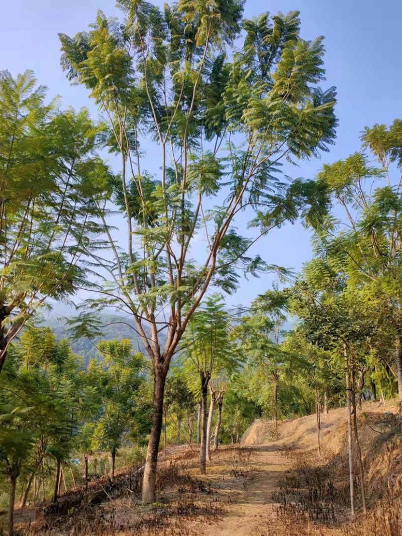 蓝花楹20公分8分货蓝花楹种植基地苗农低价直销