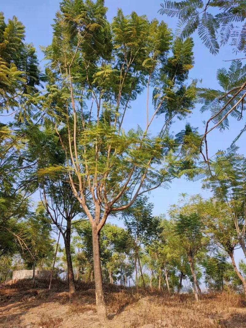 蓝花楹20公分8分货蓝花楹种植基地苗农低价直销