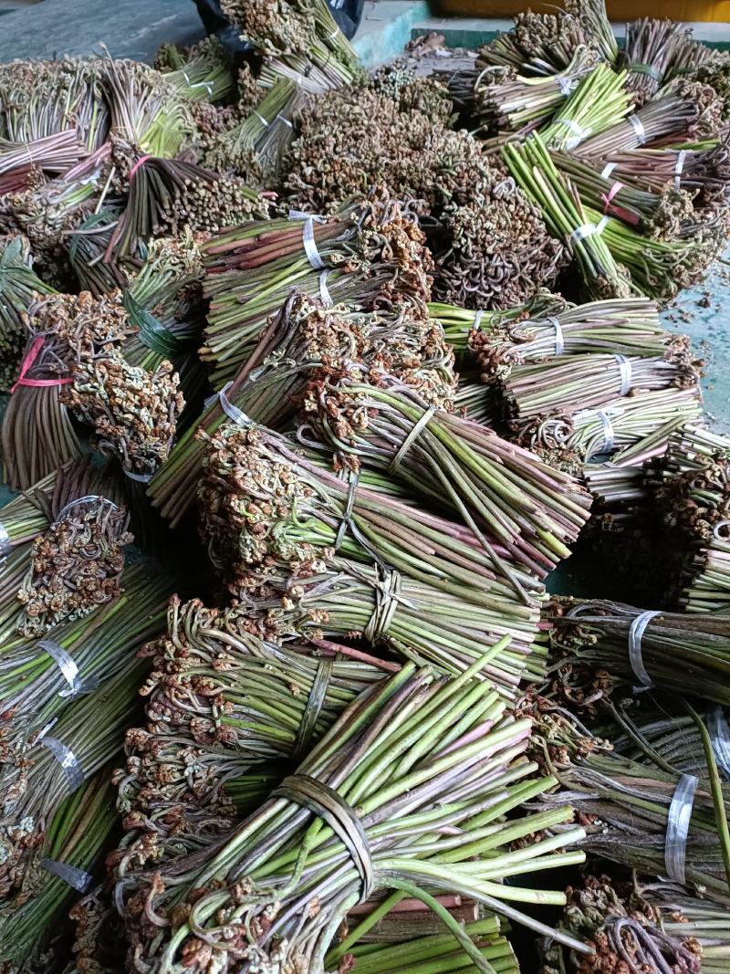 高山蕨菜大量有货