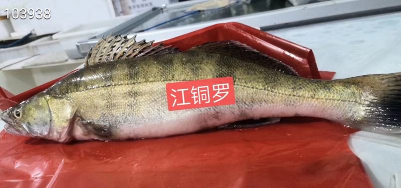 辽宁省丹东市宽甸县鸭绿江的网箱梭鲈鱼梭鲈鱼