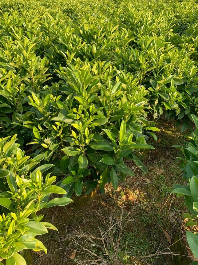 非洲茉莉