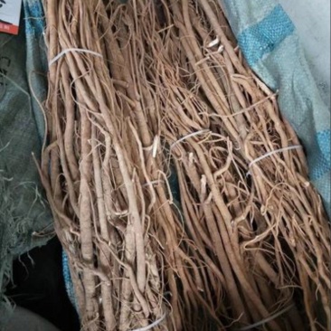 海南40年老胡椒根
