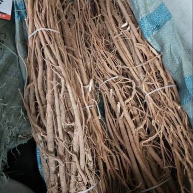海南40年老胡椒根