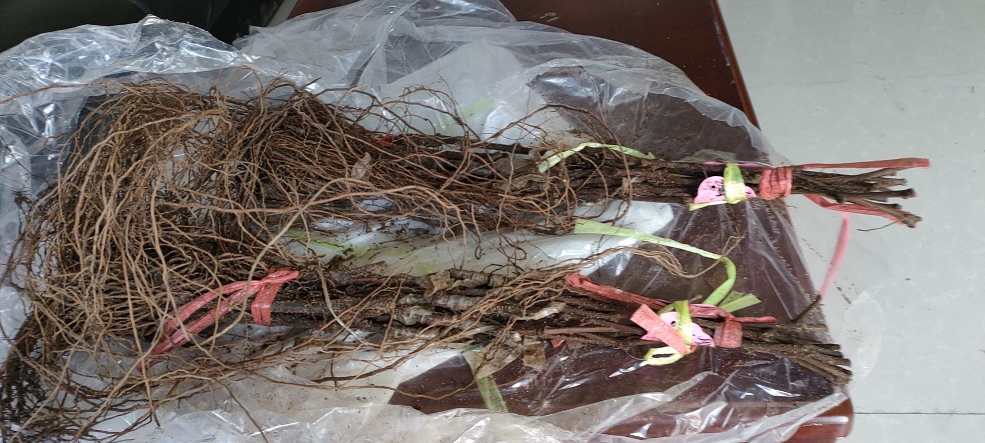 根系发育良好的阳光玫瑰幼苗