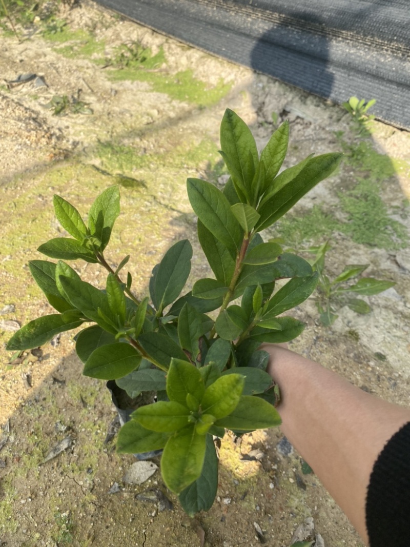 毛杜鹃