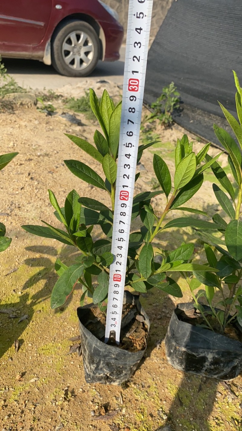毛杜鹃