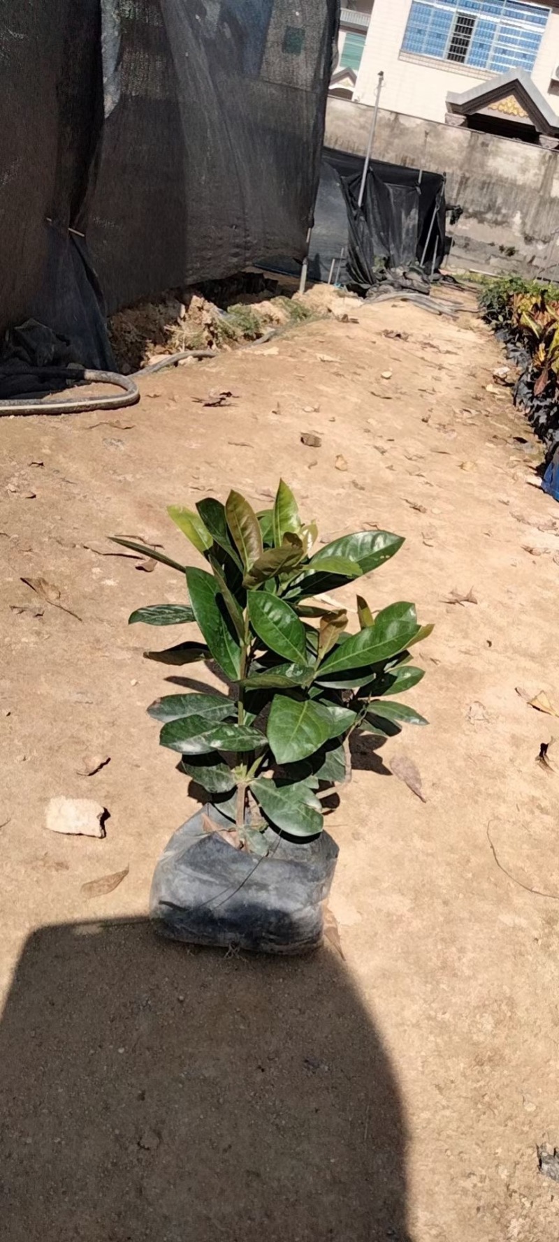 龙船花