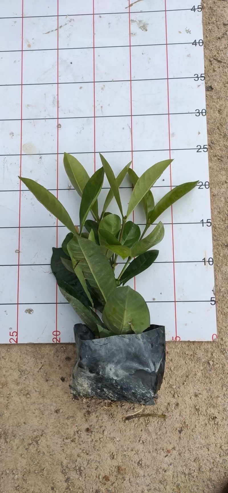 龙船花
