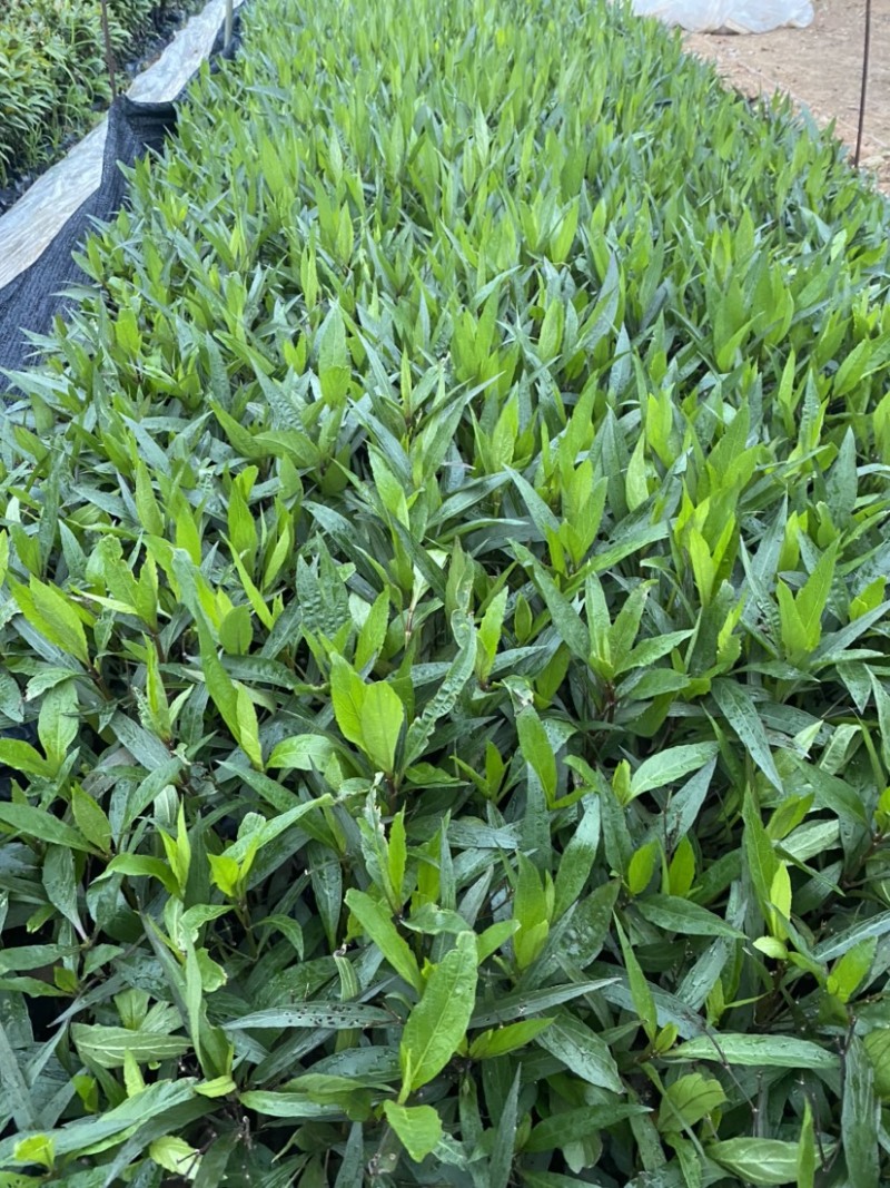 翠芦莉