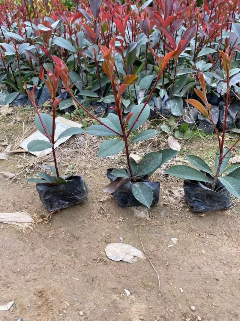 红叶石楠