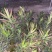 夹竹桃