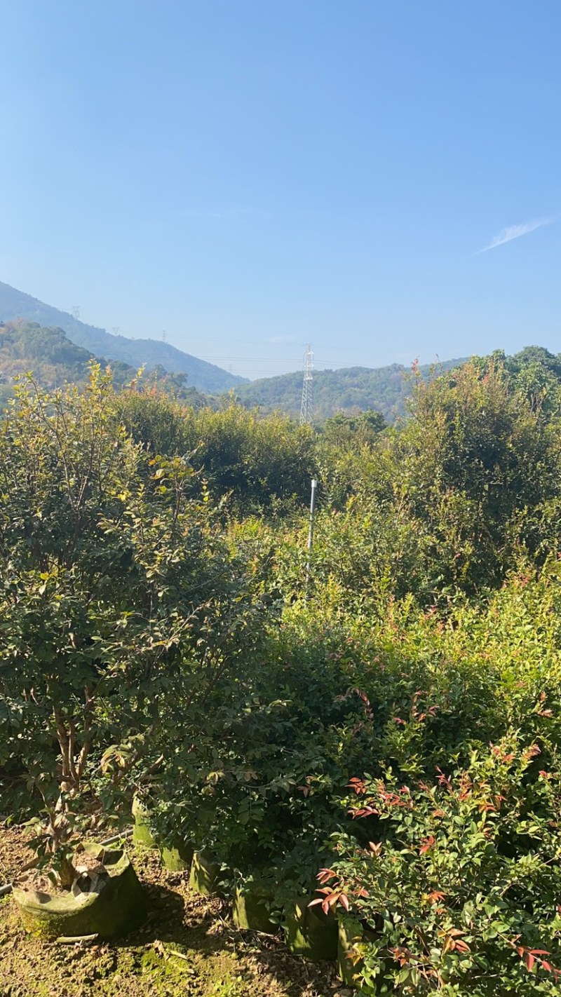 树葡萄树