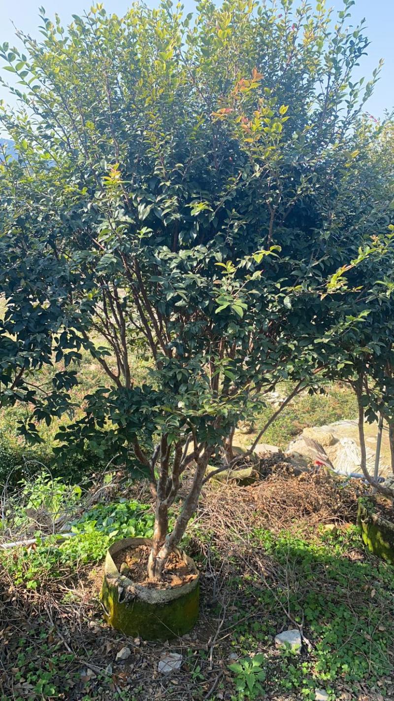 树葡萄树