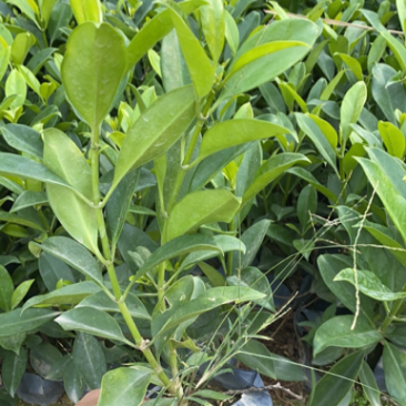 非洲茉莉