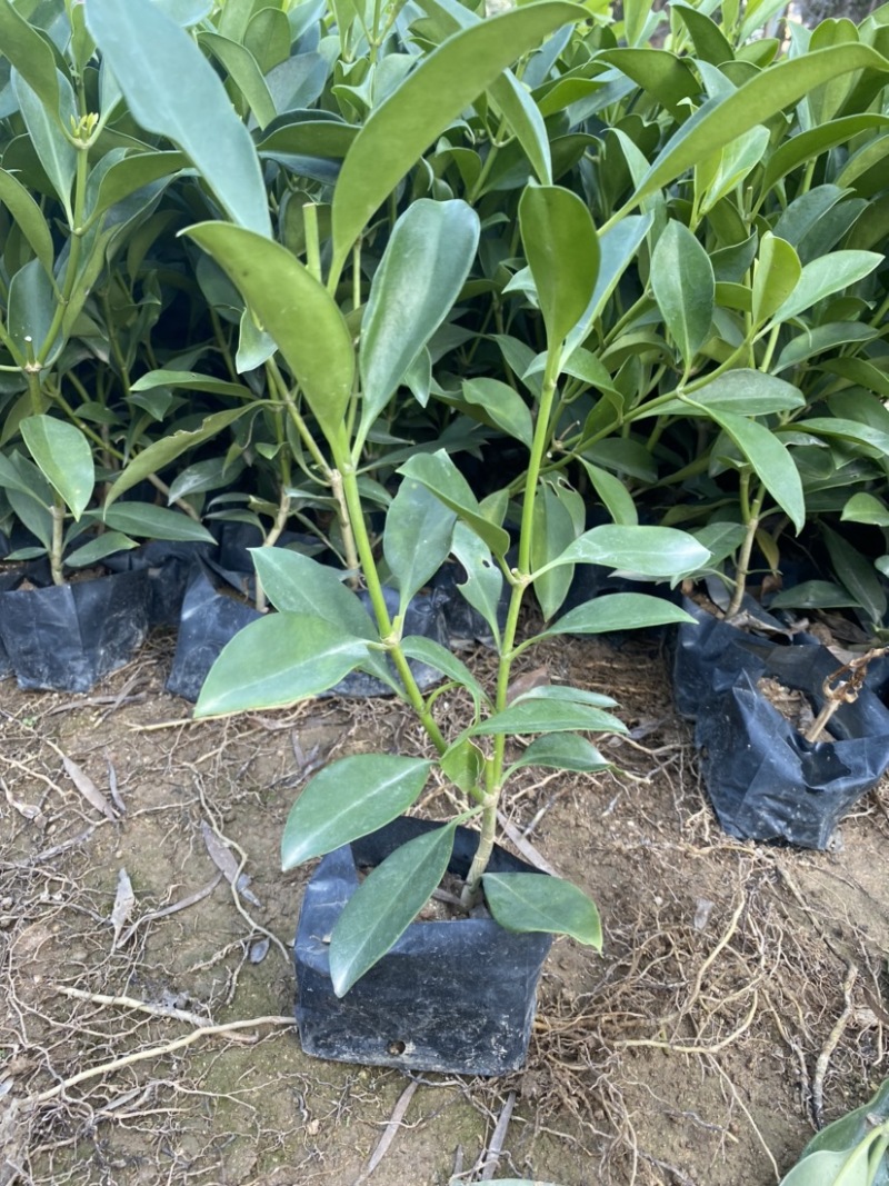 非洲茉莉