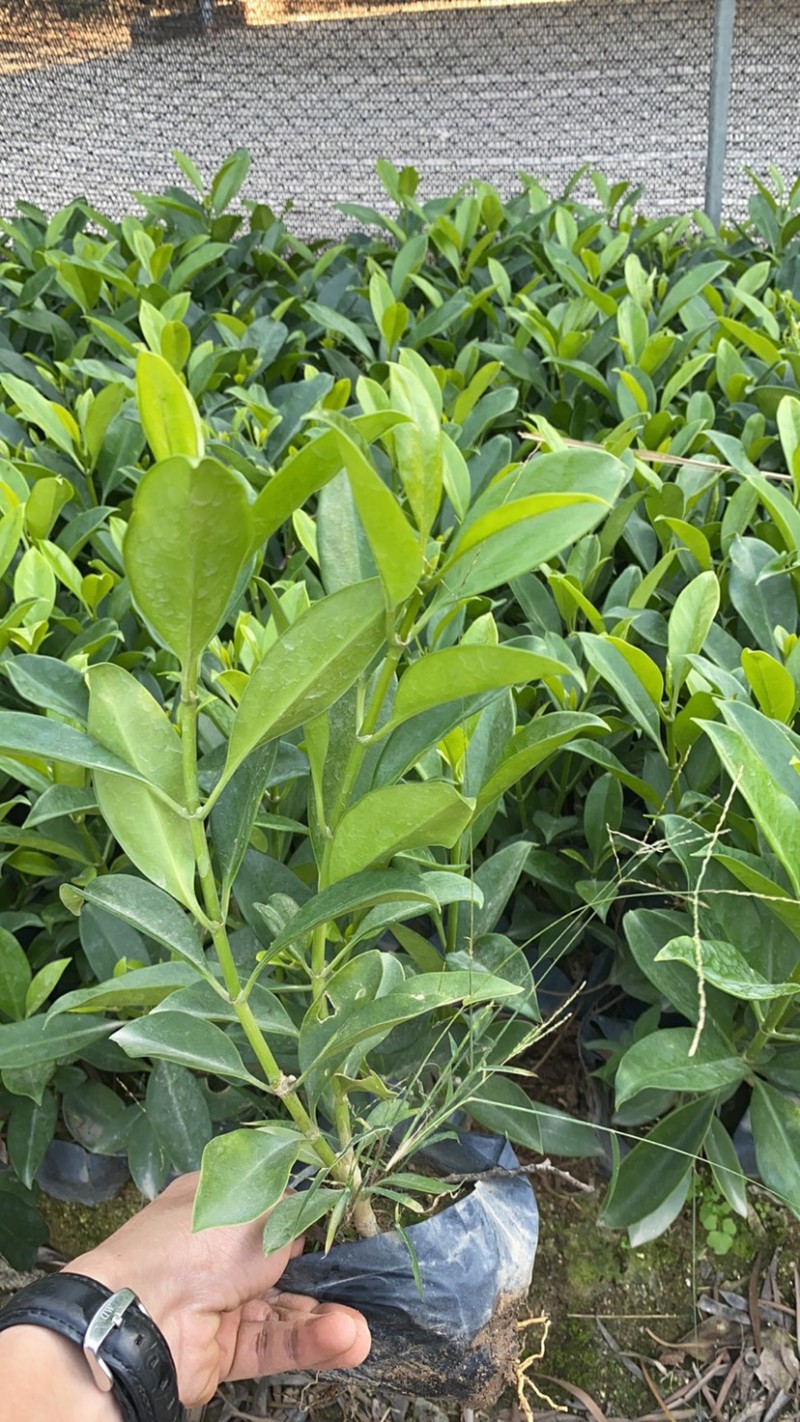 非洲茉莉