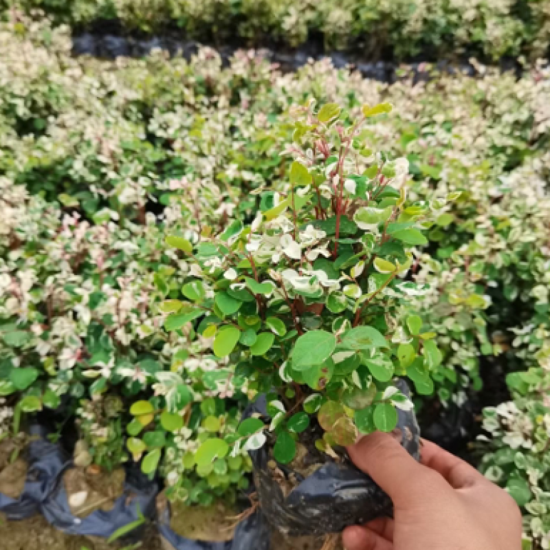 雪花木