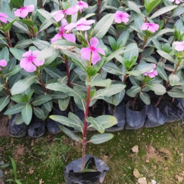长春花