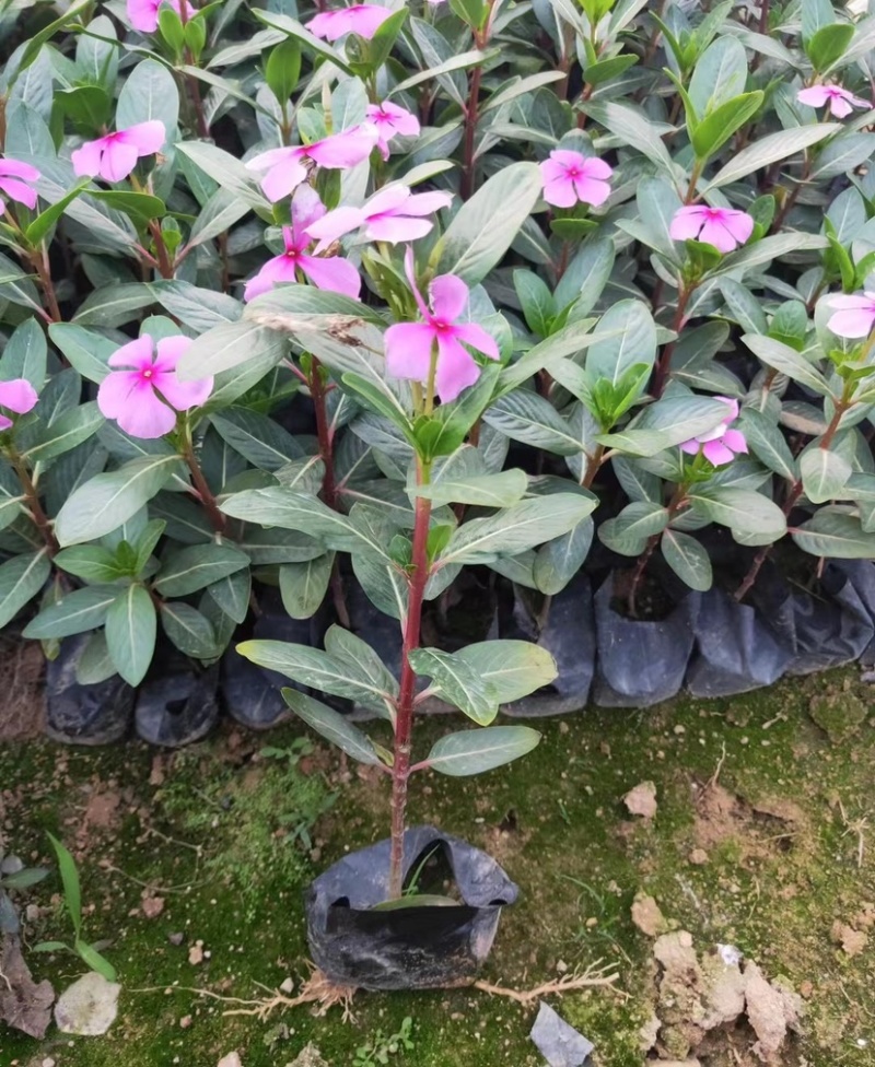 长春花