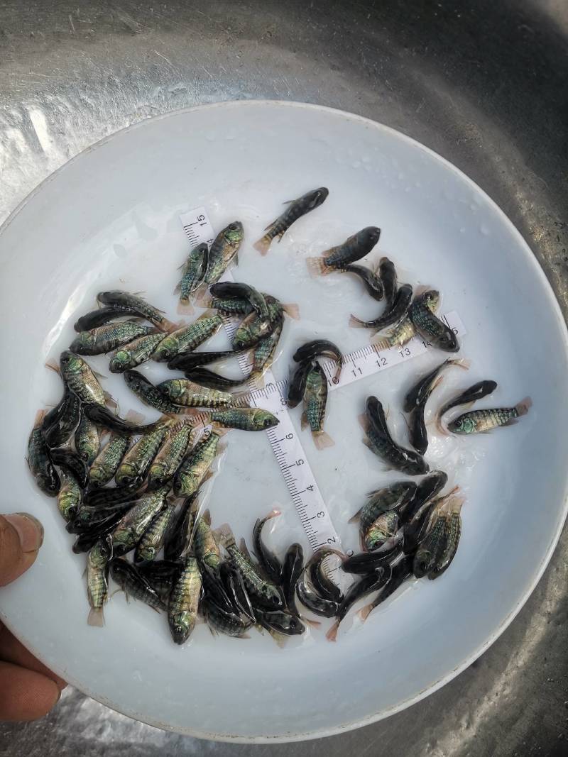 全国发货恒生一号海南一号罗非鱼苗可转化脆肉罗非