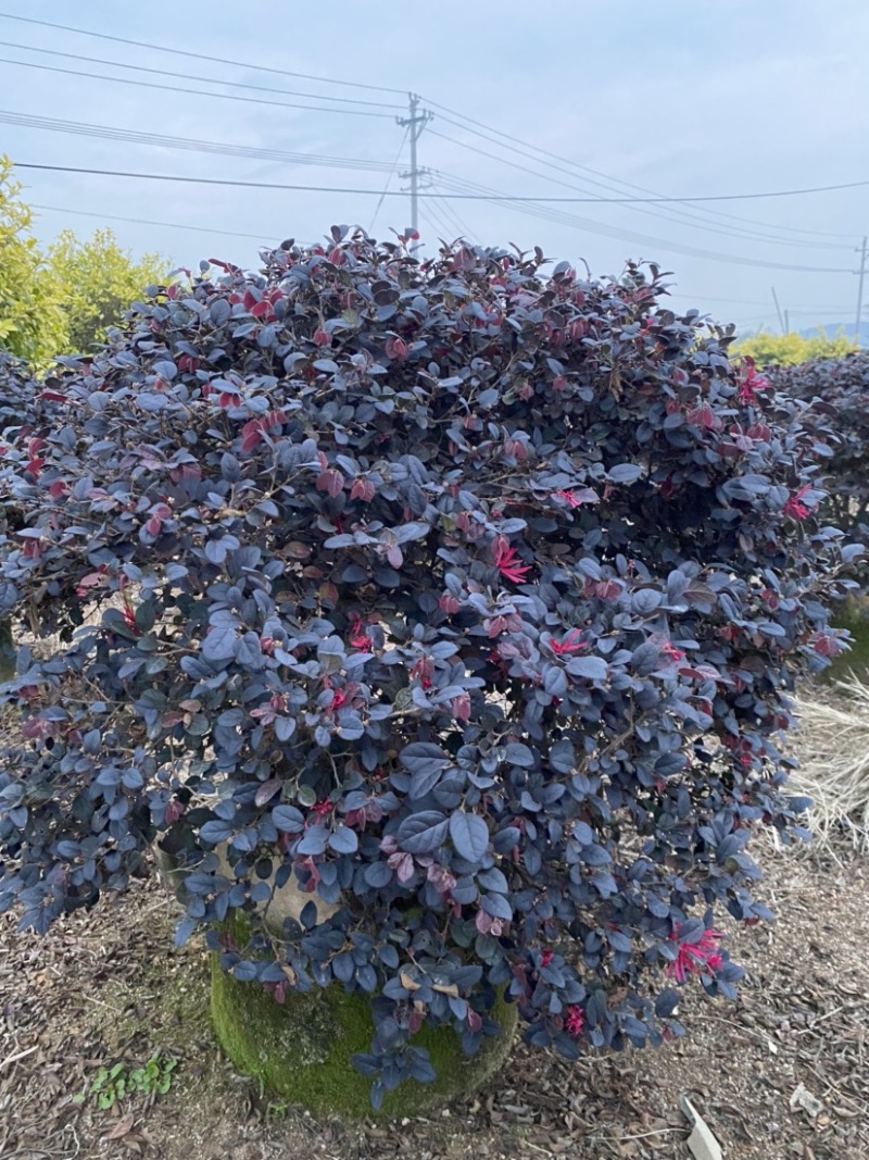 红花继木球