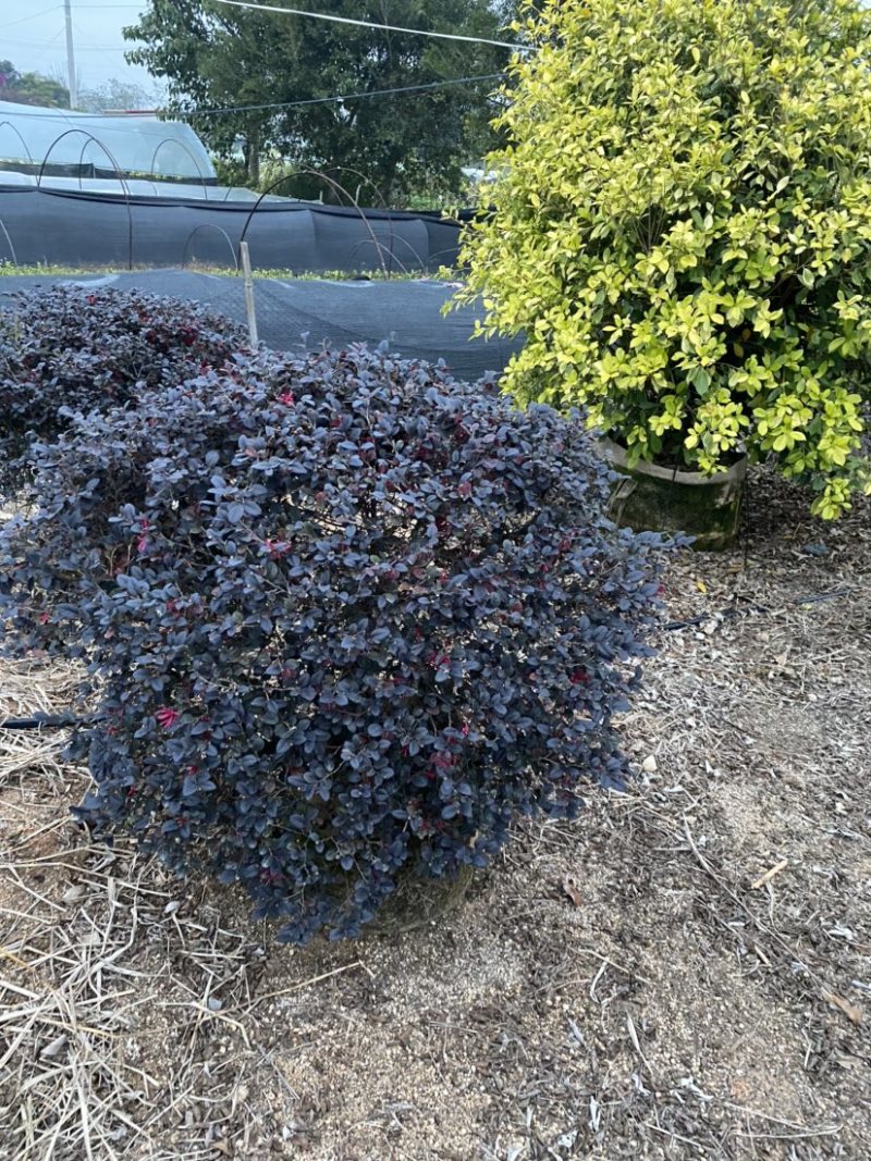 红花继木球