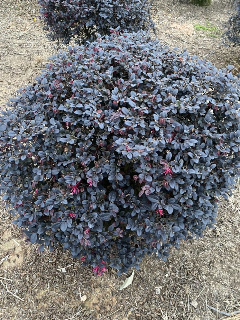 红花继木球