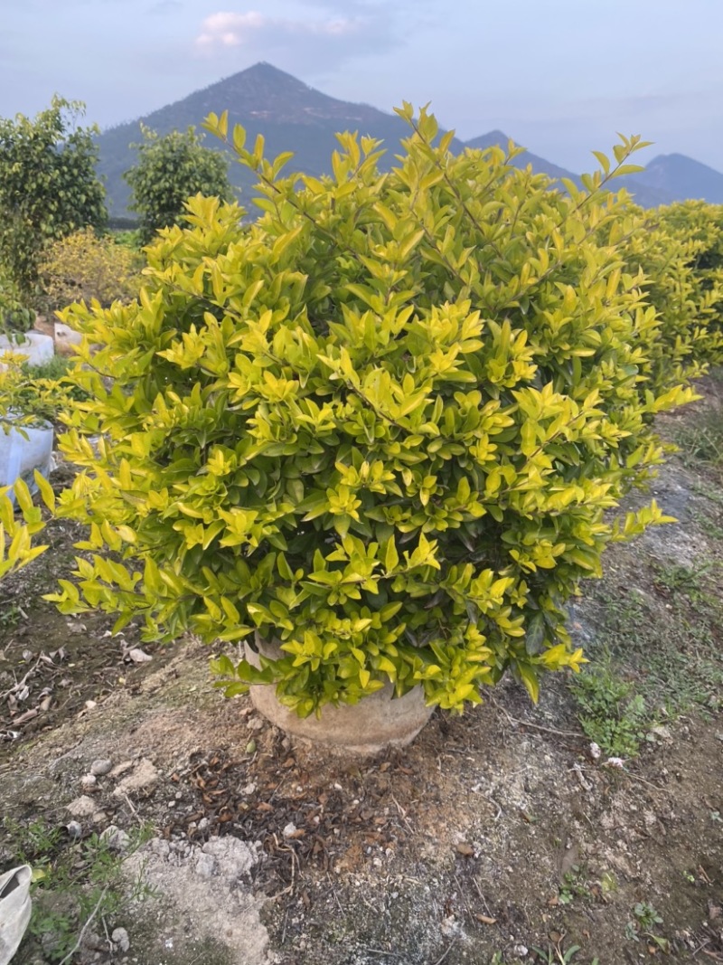 黄金叶