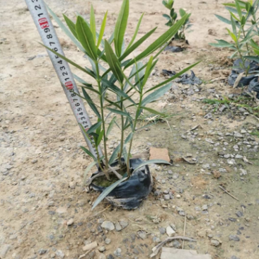 夹竹桃
