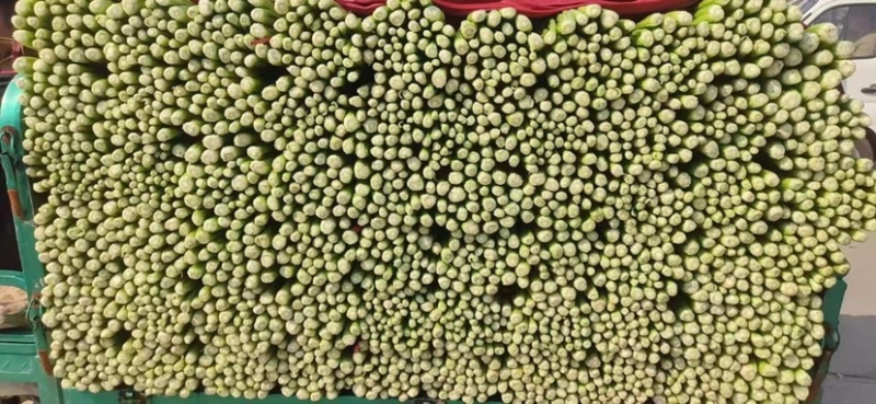 芹菜、精品西芹60～70大量供应、保证质量、诚信经营