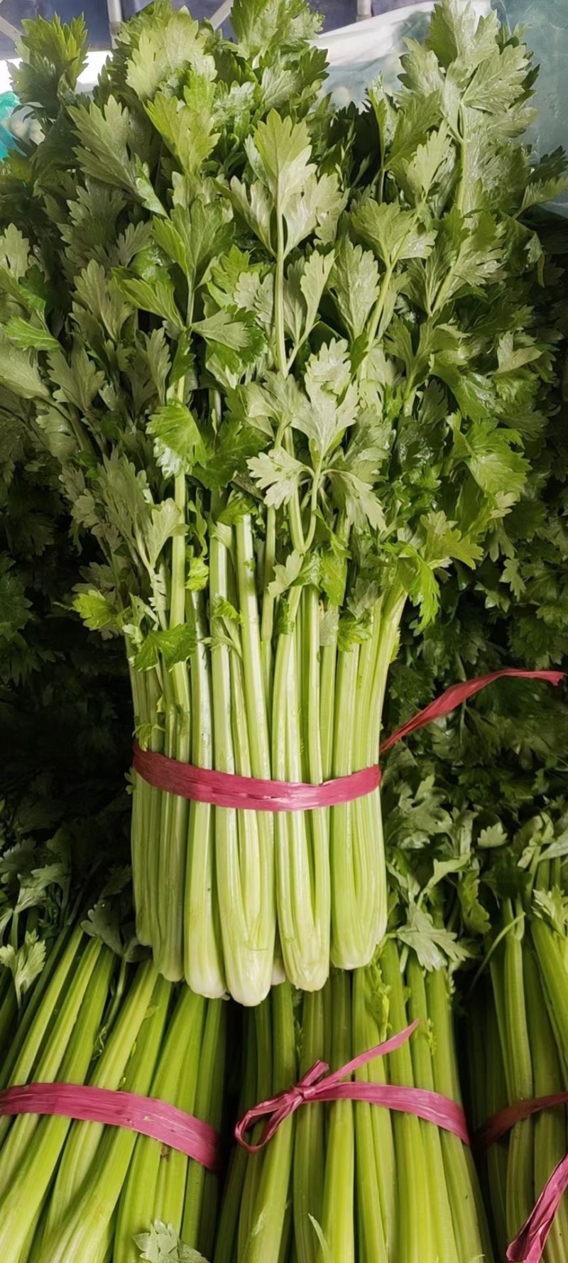 芹菜、精品西芹60～70大量供应、保证质量、诚信经营