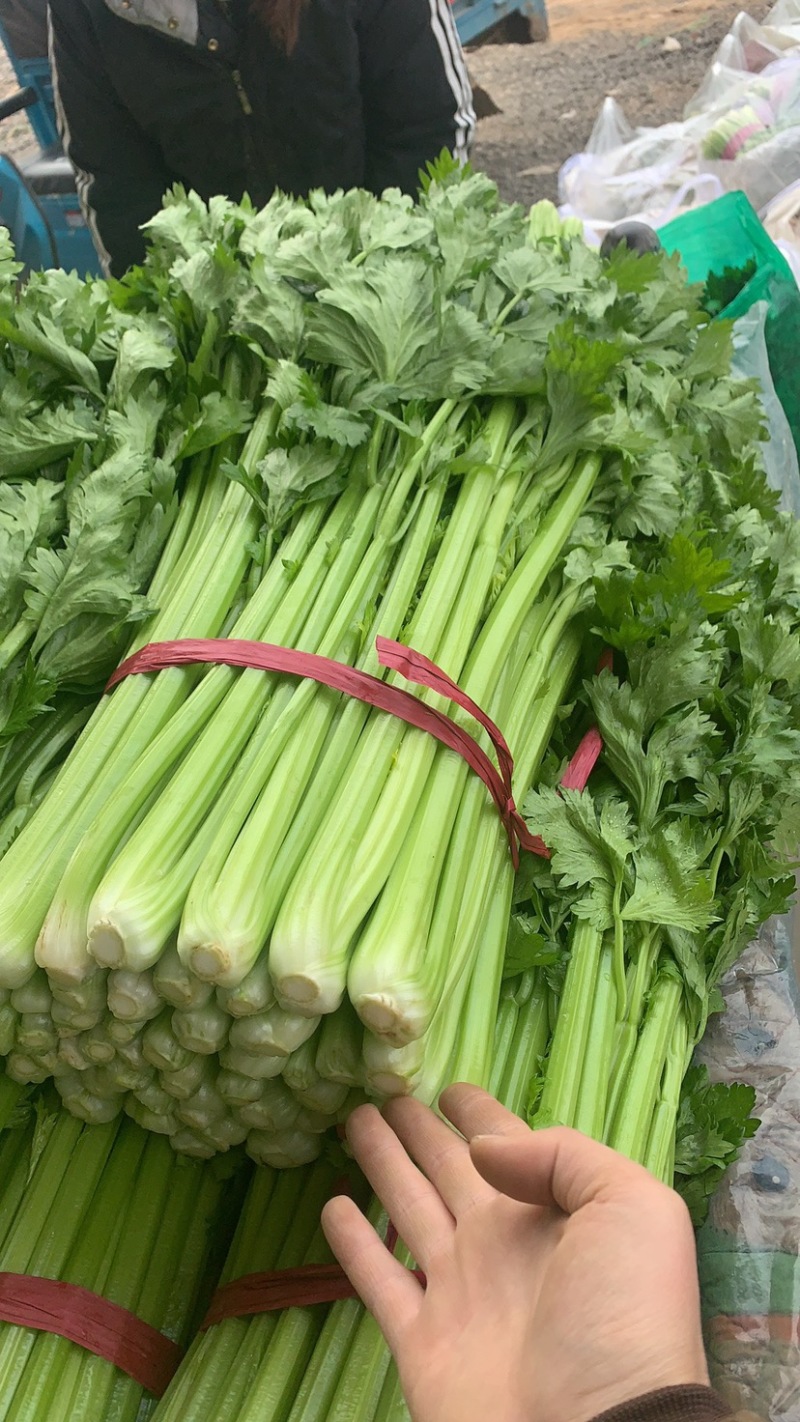 芹菜、精品西芹60～70大量供应、保证质量、诚信经营