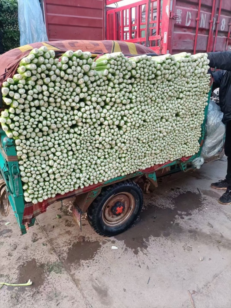 芹菜、精品西芹60～70大量供应、保证质量、诚信经营