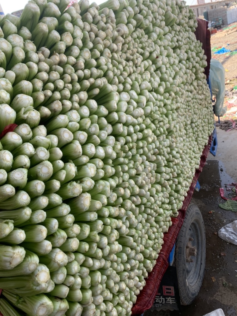 芹菜、精品西芹60～70大量供应、保证质量、诚信经营