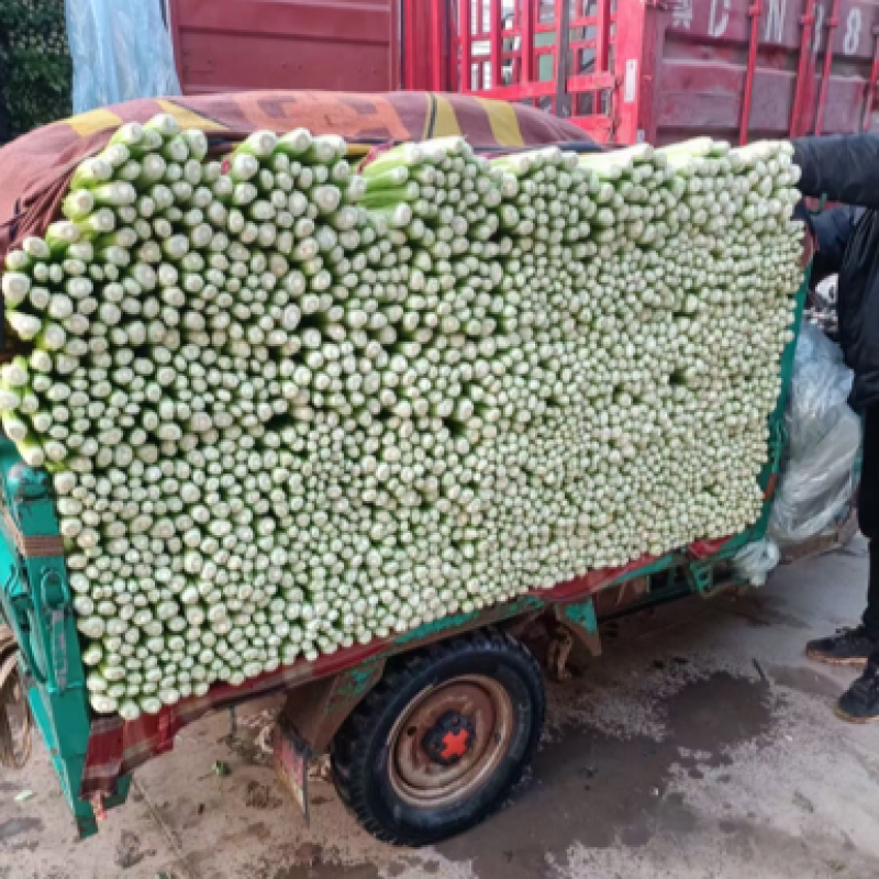 芹菜、精品西芹60～70大量供应、保证质量、诚信经营