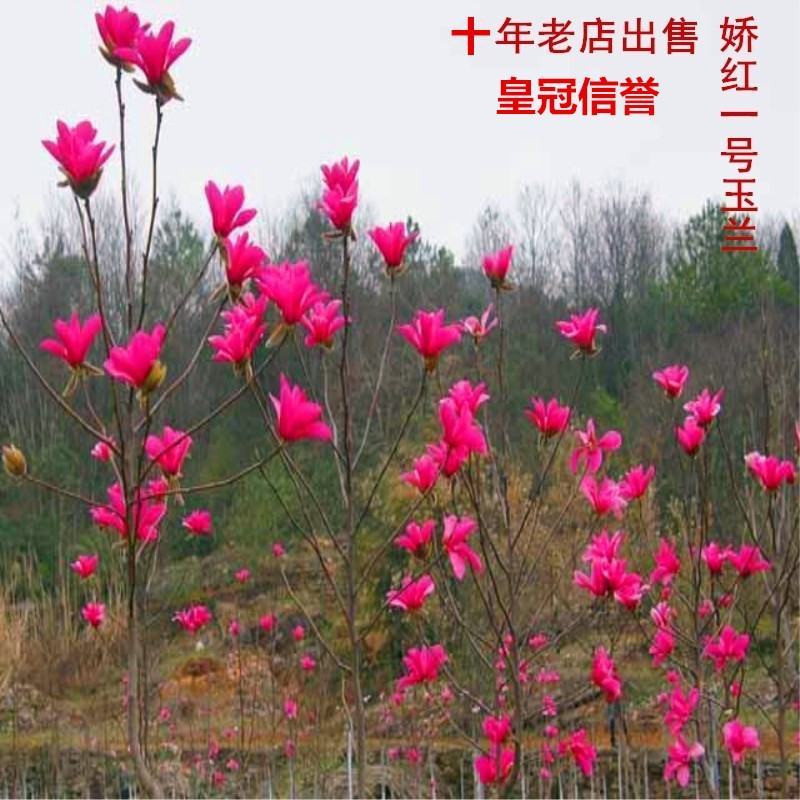 玉兰苗玉兰树苗娇红一号玉兰苗紫玉兰苗庭院绿化苗