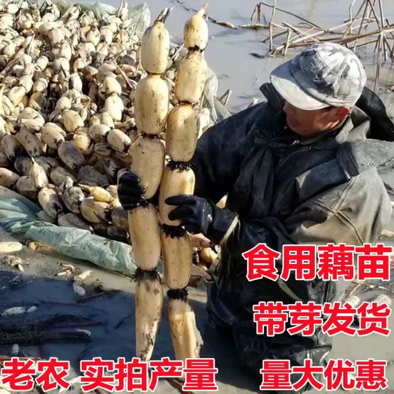 食用莲藕种苗种根池田高产大型蔬菜莲藕苗粉藕种根苗