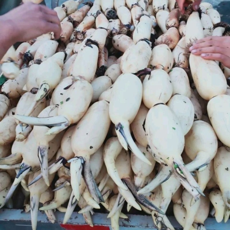 食用莲藕种苗种根池田高产大型蔬菜莲藕荷花苗粉脆籽藕种根苗