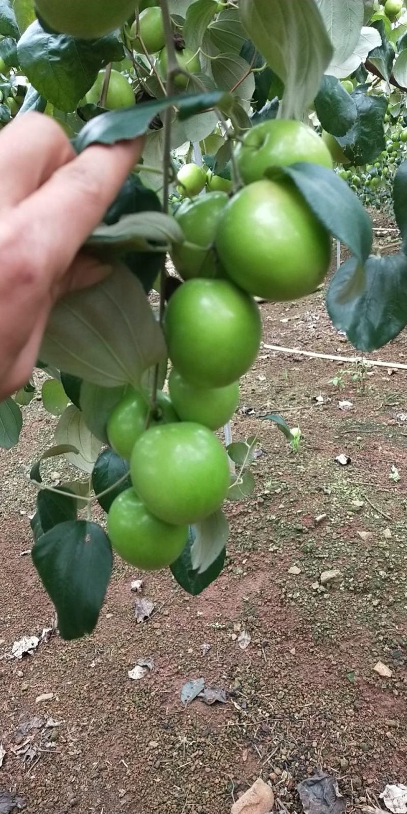 广东湛江雷州青蜜枣
