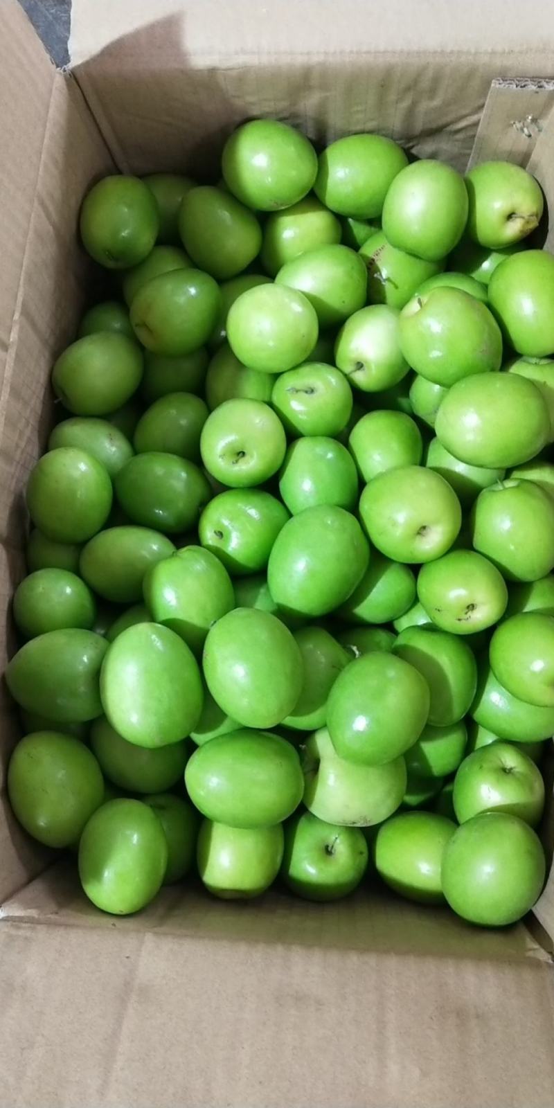 广东湛江雷州青蜜枣