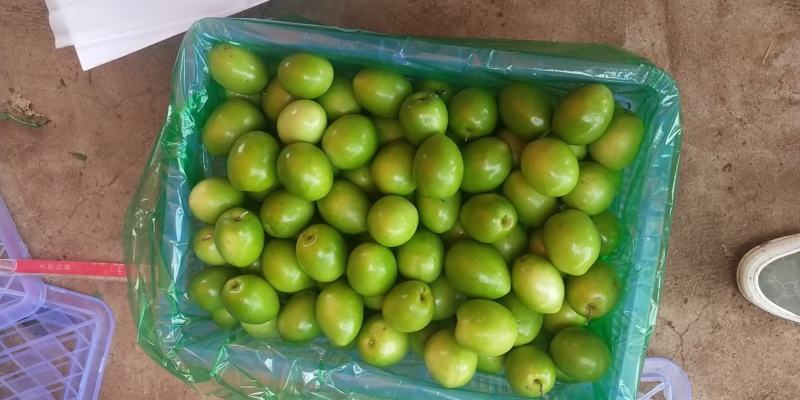 广东湛江雷州青蜜枣