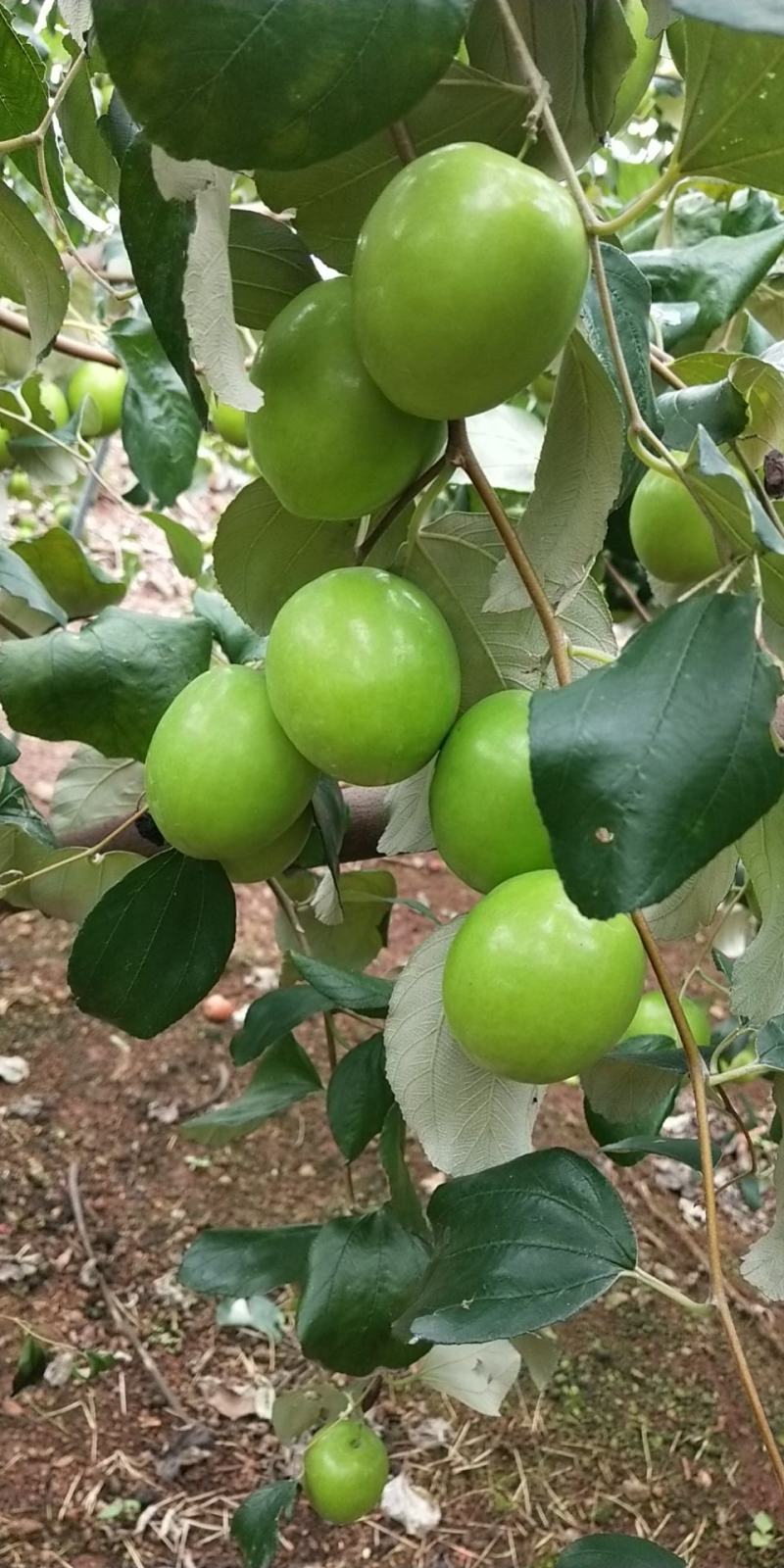 广东湛江雷州青蜜枣