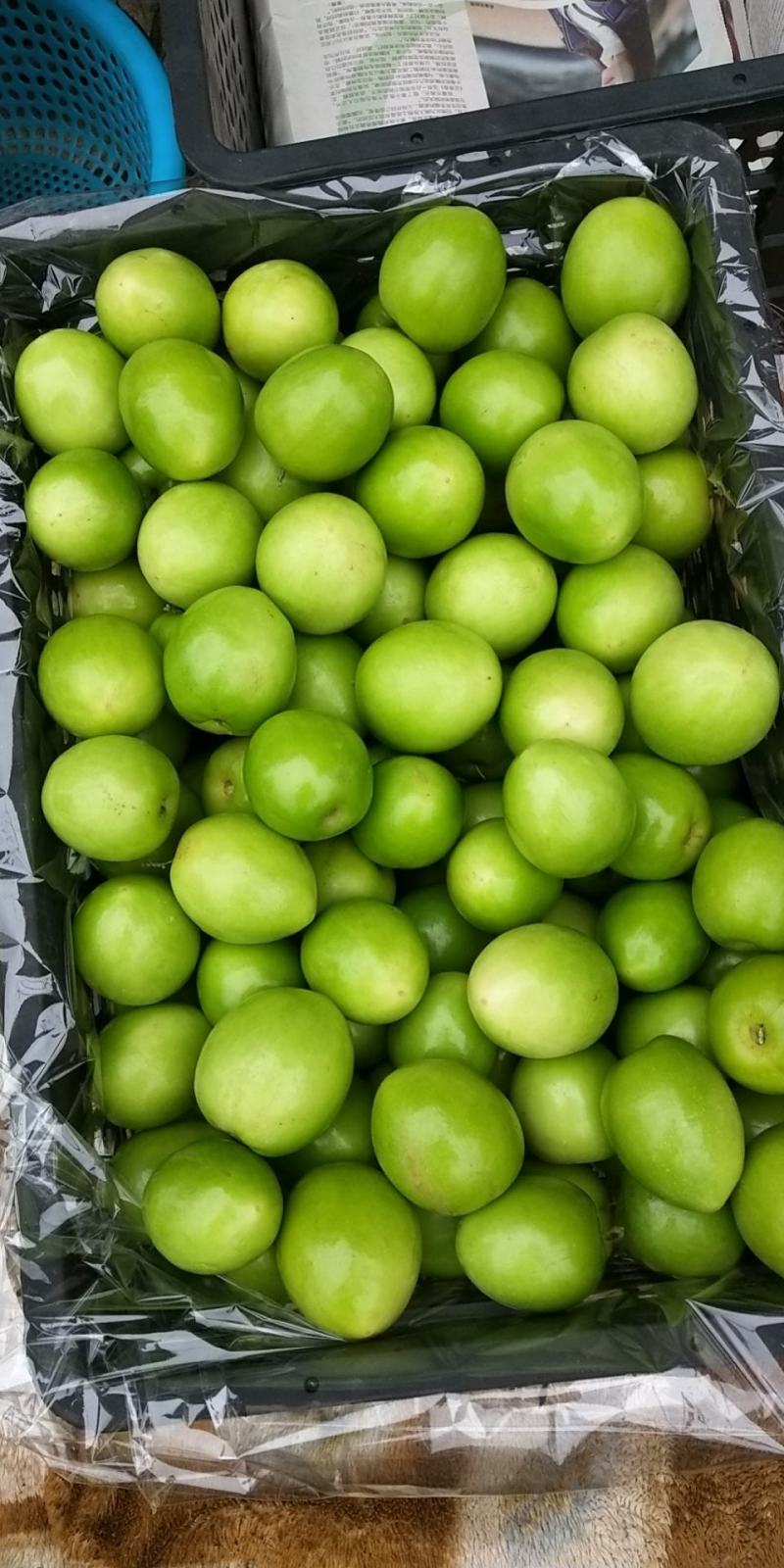 广东湛江雷州青蜜枣
